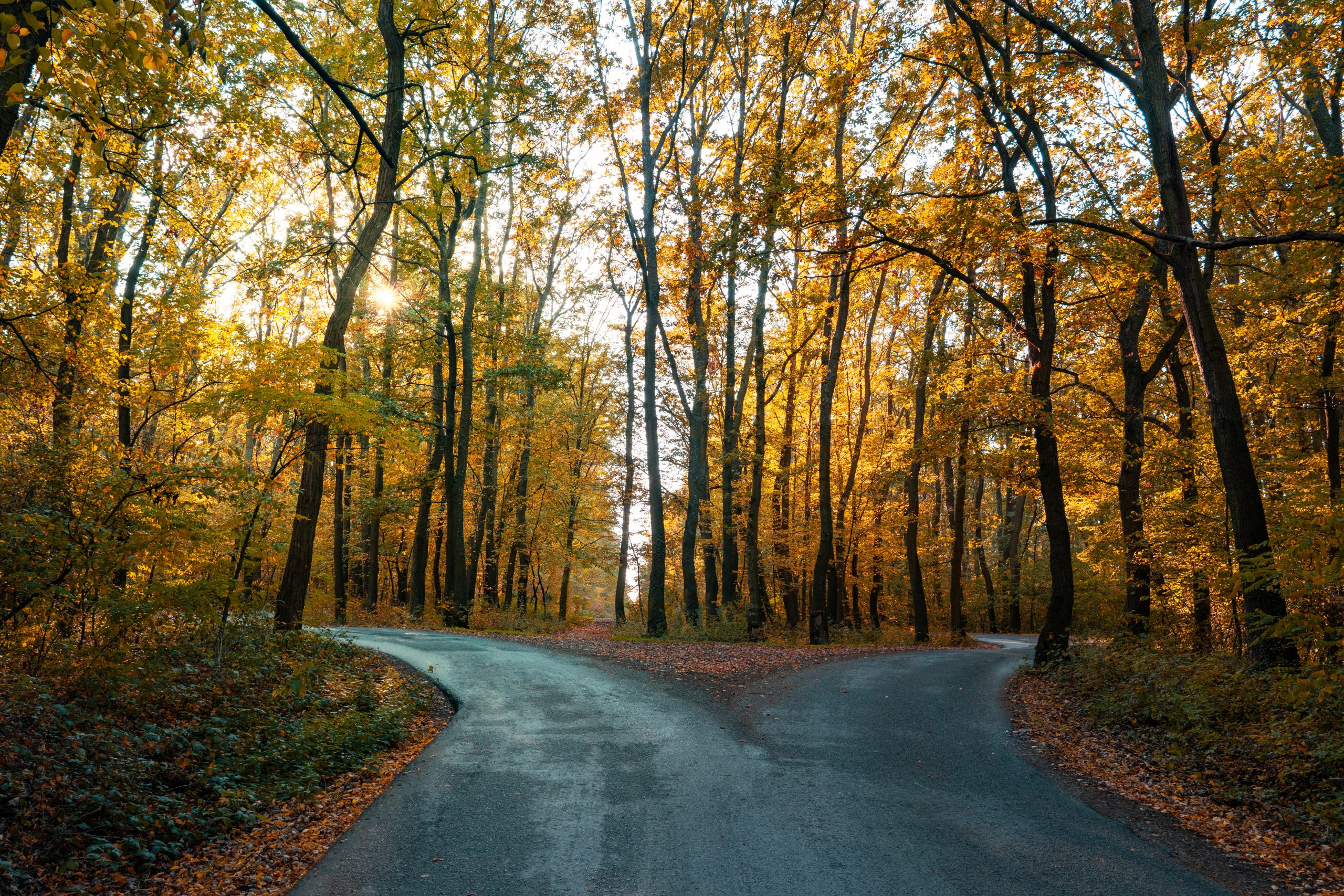 A winding road in a sunlit autumn forest splits into two paths, surrounded by tall trees with golden leaves, symbolizing choice, transition, and new directions.